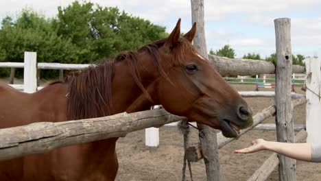 caballo marrón siendo alimentado en una granja