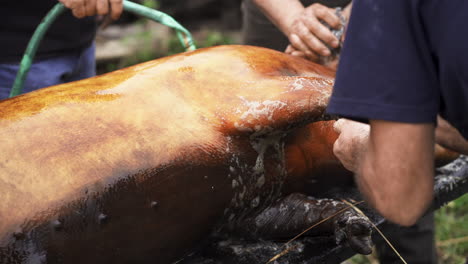 scorched belly of a big butchered hog being cleaned for dismembering - close up