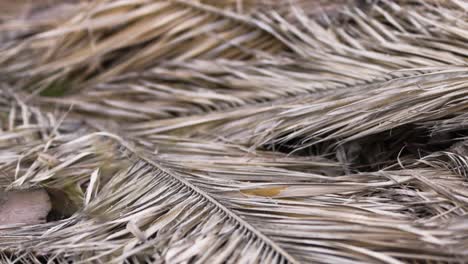 Tote-Palmenblätter-Liegen-Auf-Dem-Boden,-Nahaufnahme-Mit-Textur-Und-Details