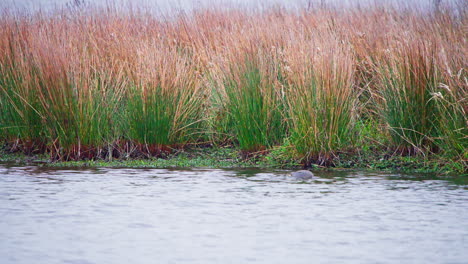 eurasian teal duck swimming and dabbling along river shore with reeds