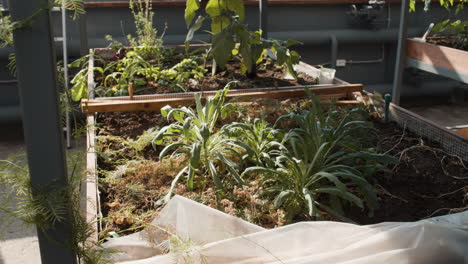 Interior-of-a-greenhouse