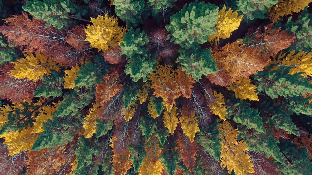 This video captures a vibrant forest in autumn, showcasing colorful treetops from a bird's-eye view