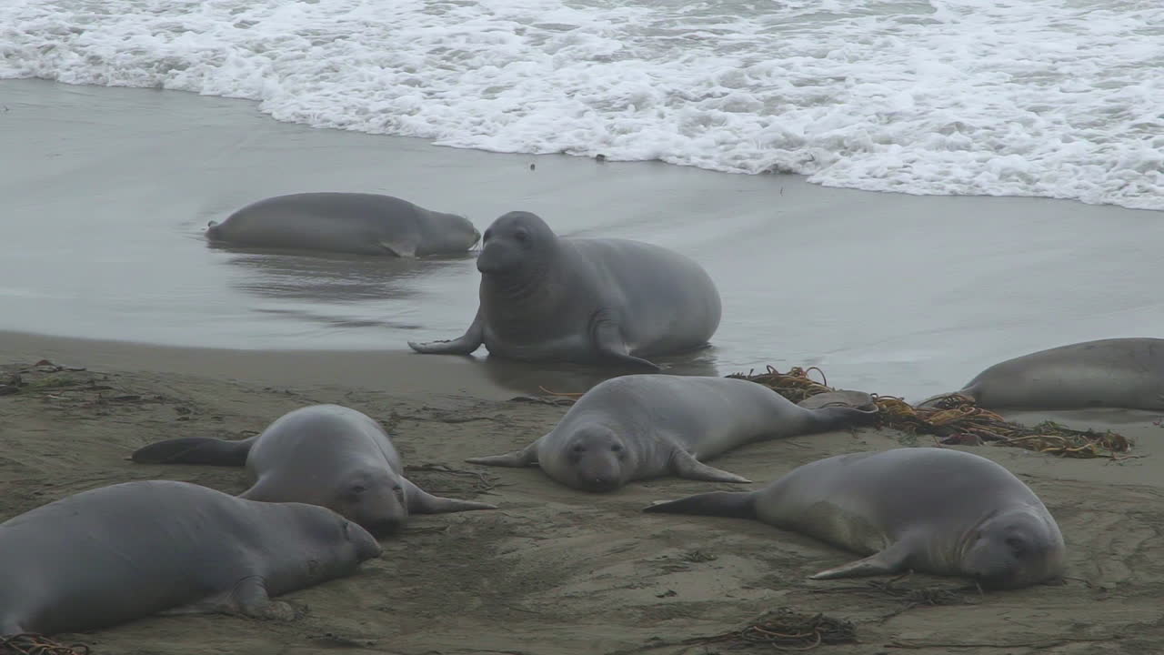 Elephant Seals Resting on a Foggy Beach