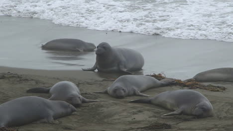 elephant seals resting on a foggy beach