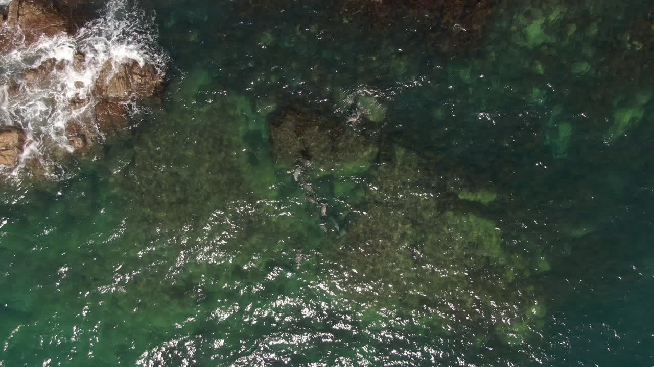 Drone panning lifting shot of seals swimming in the clear sea
