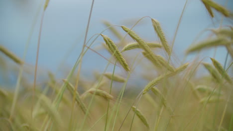 wheat field