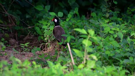 Der-Rotlappenkiebitz-Ist-Einer-Der-Häufigsten-Vögel-Thailands