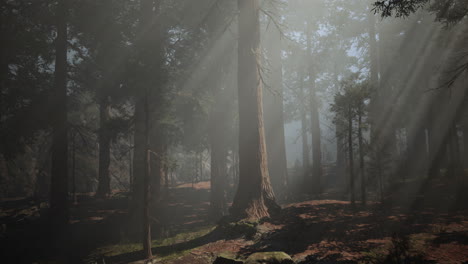 bosque de niebla con árboles altos y rayos de sol