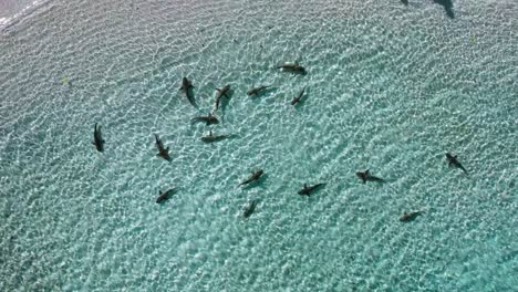 schooling reef sharks swim in masses in the shallow crystal clear blue waters of raja ampat in indonesia