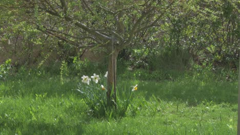 Flores-De-Narciso-Junto-A-Un-árbol-Decorativo