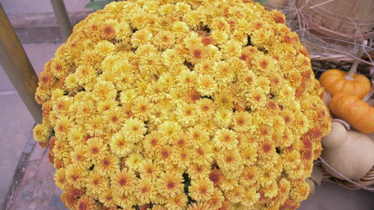 화려한 콜로라도 가을 꽃