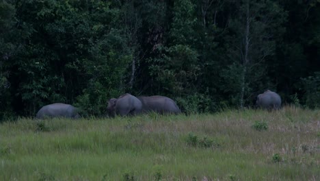 seen at the edge of the forest from their backs and then they all turned to gather and get ready to go to the right, indian elephant elephas maximus indicus, thailand