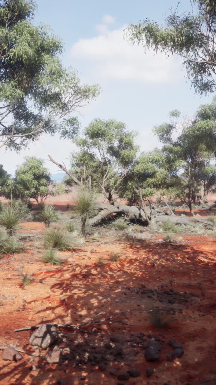 paisaje interior con tierra roja y árboles de eucalipto
