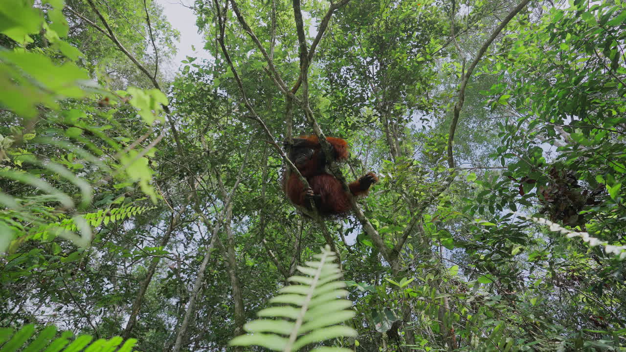 Orangutan in the rainforest canopy
