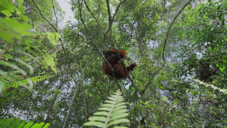orangutan in the rainforest canopy