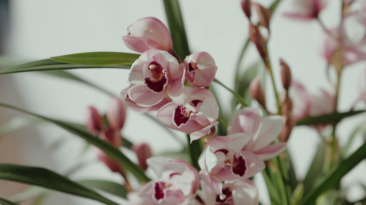 Delicati fiori di orchidea rosa con centri rossi e foglie verdi