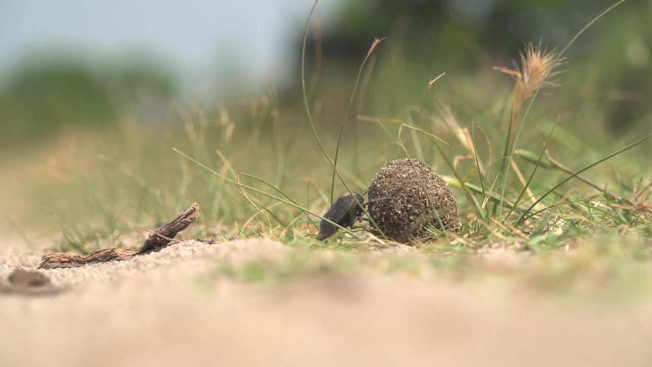 Dung Beetle Rolling a Ball of Dung on Sandy Ground
