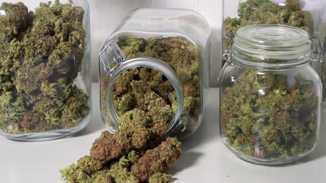 Dolly-shot af høstede cannabisblomster i krukker foran en hvid baggrund