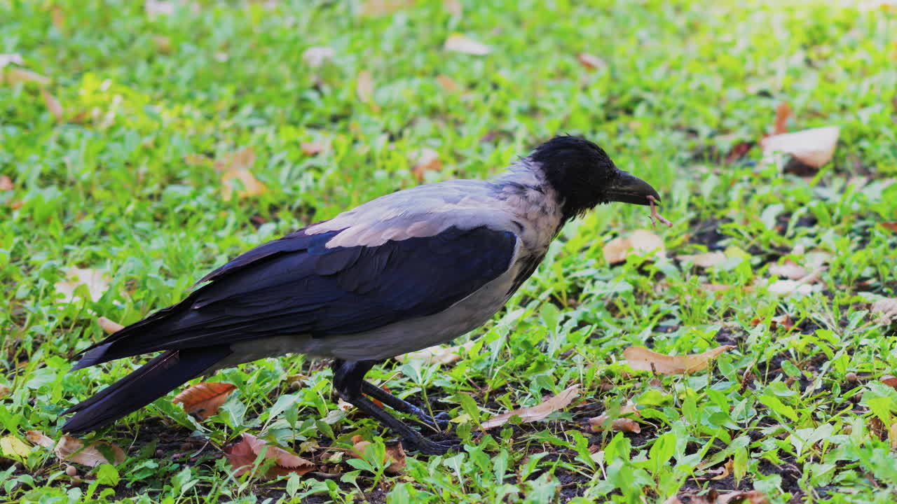 Close up of a crow holding a worm in its beak on green grass