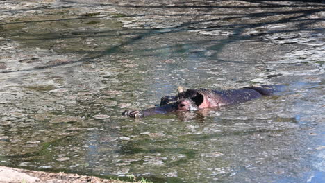 Ein-Nilpferd-Ruht-Im-Schlamm-Eines-Teiches-In-Einem-Zoo