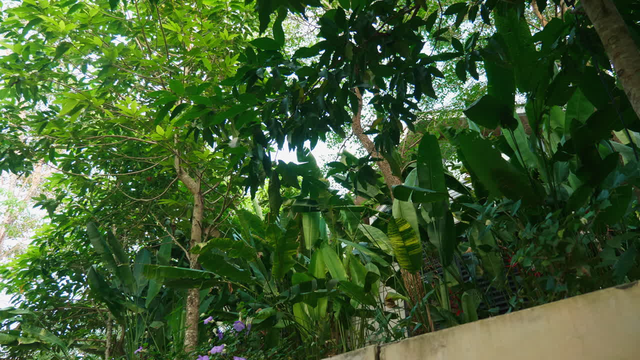 Tropical Garden View