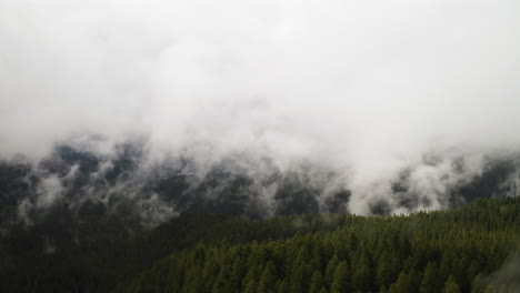 Dense-layer-of-fog-reaches-down-to-forest-with-hand-like-formations-of-white