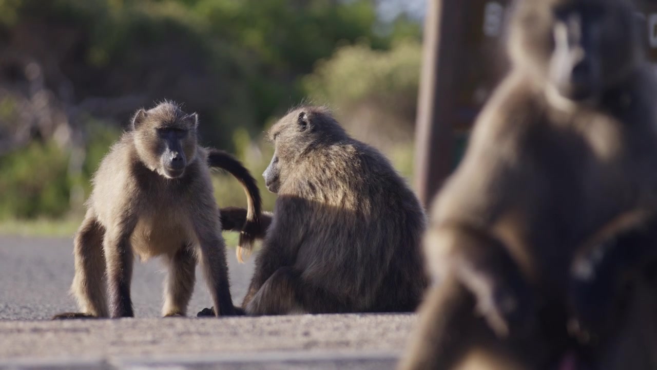 Babouins assis ensemble sur la route dans l'environnement naturel du Cap