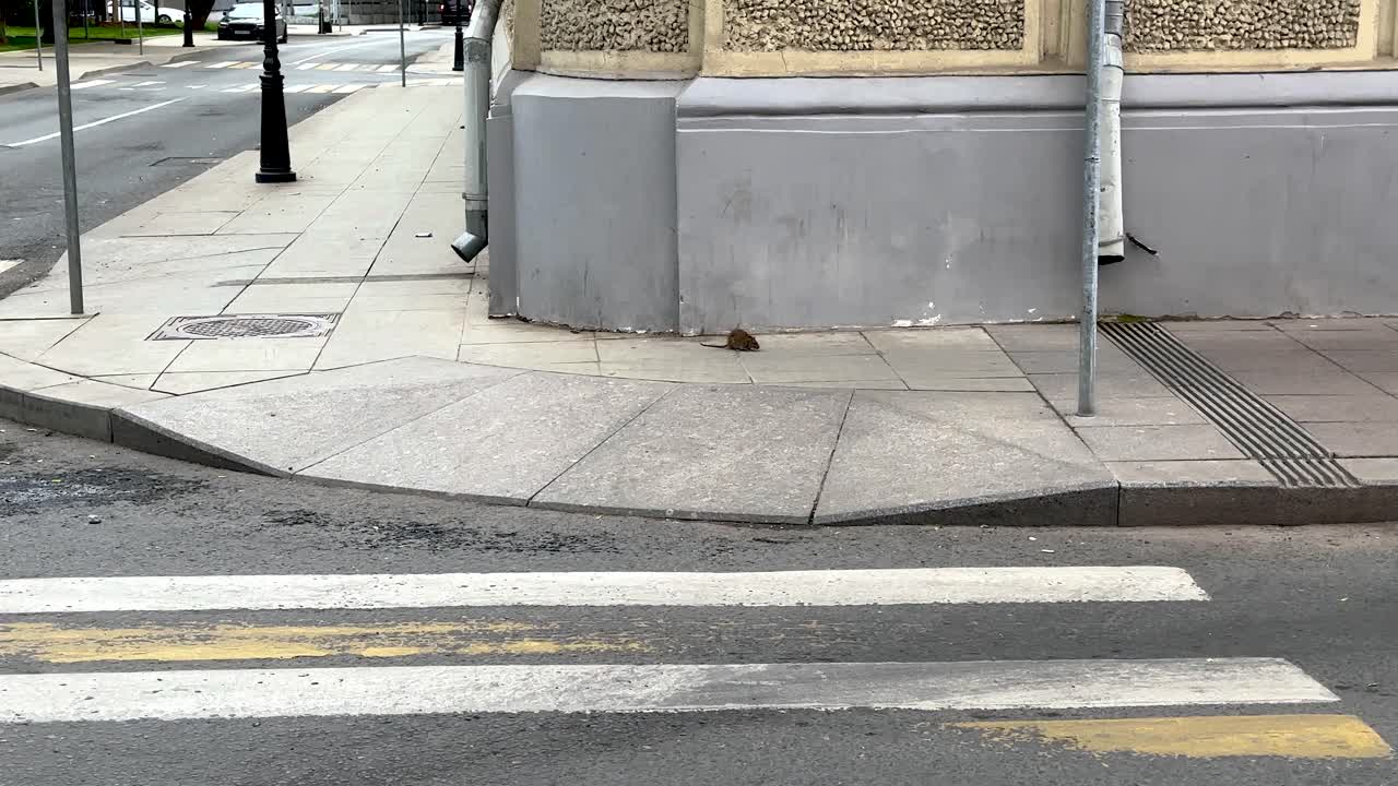 This is true Moscow. A rat runs through the central streets of the city (4K 60 fps)