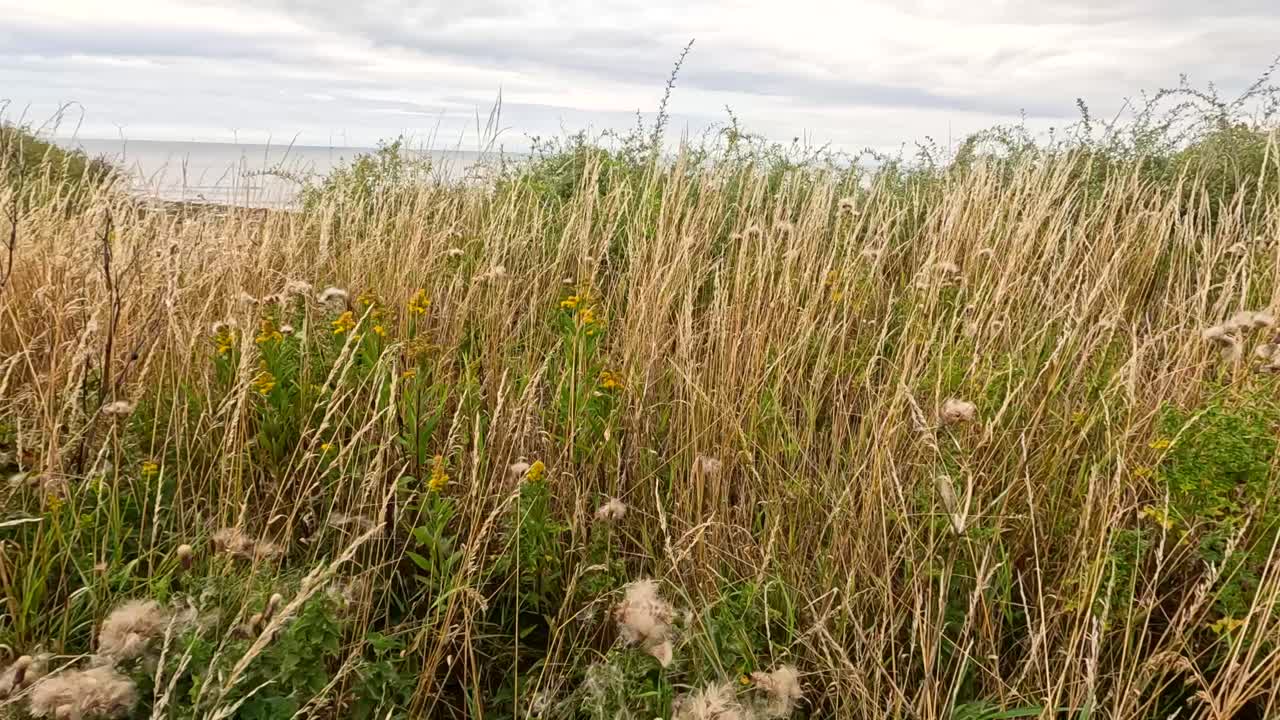 Tall grass and wild thistle seed heads sway in a breezy open field under overcast daylight, captured with a steady, eye-level camera perspective