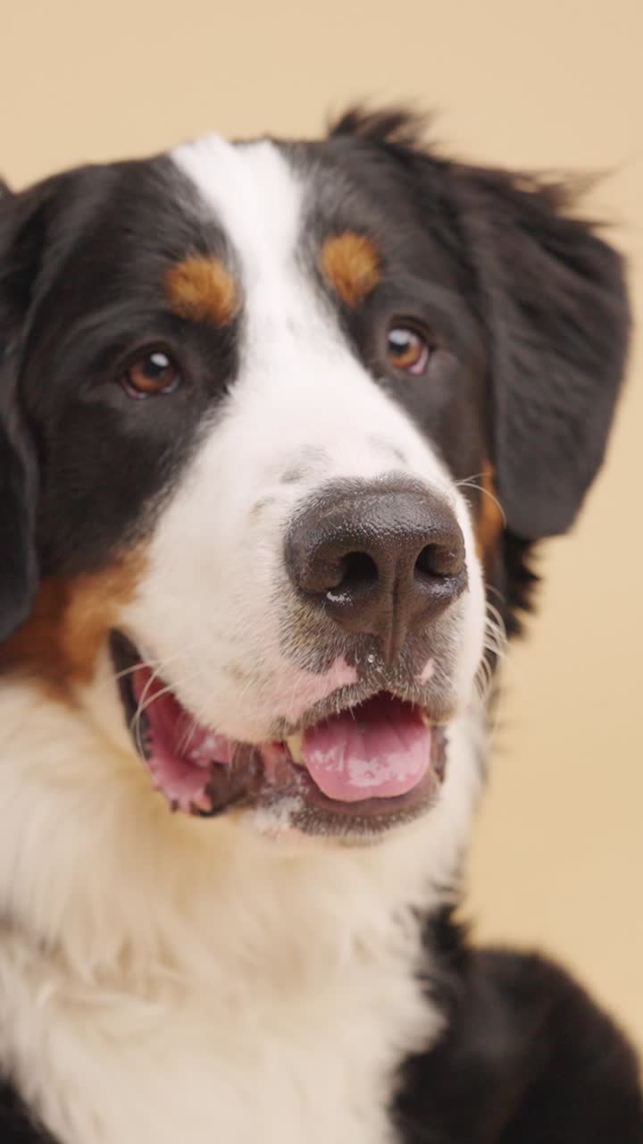 Close-up of a Bernese Mountain Dog