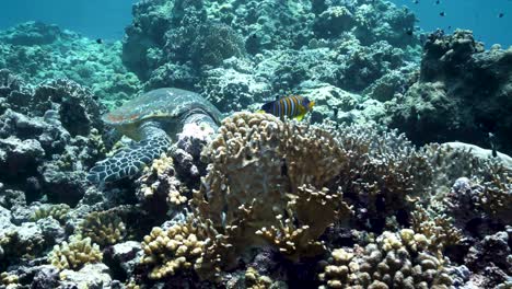 green sea turtle feeding on coral reef surrounded by different fish