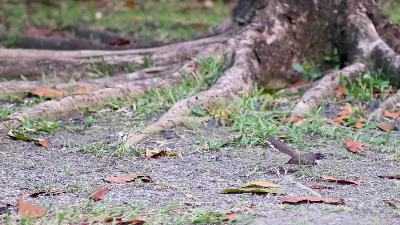 A small bird moves around tree roots, exploring the ground and nearby greenery.