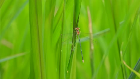 dragonfly in wind grass - eyes