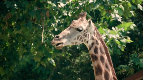 jirafa en el parque nacional kruger, sudáfrica