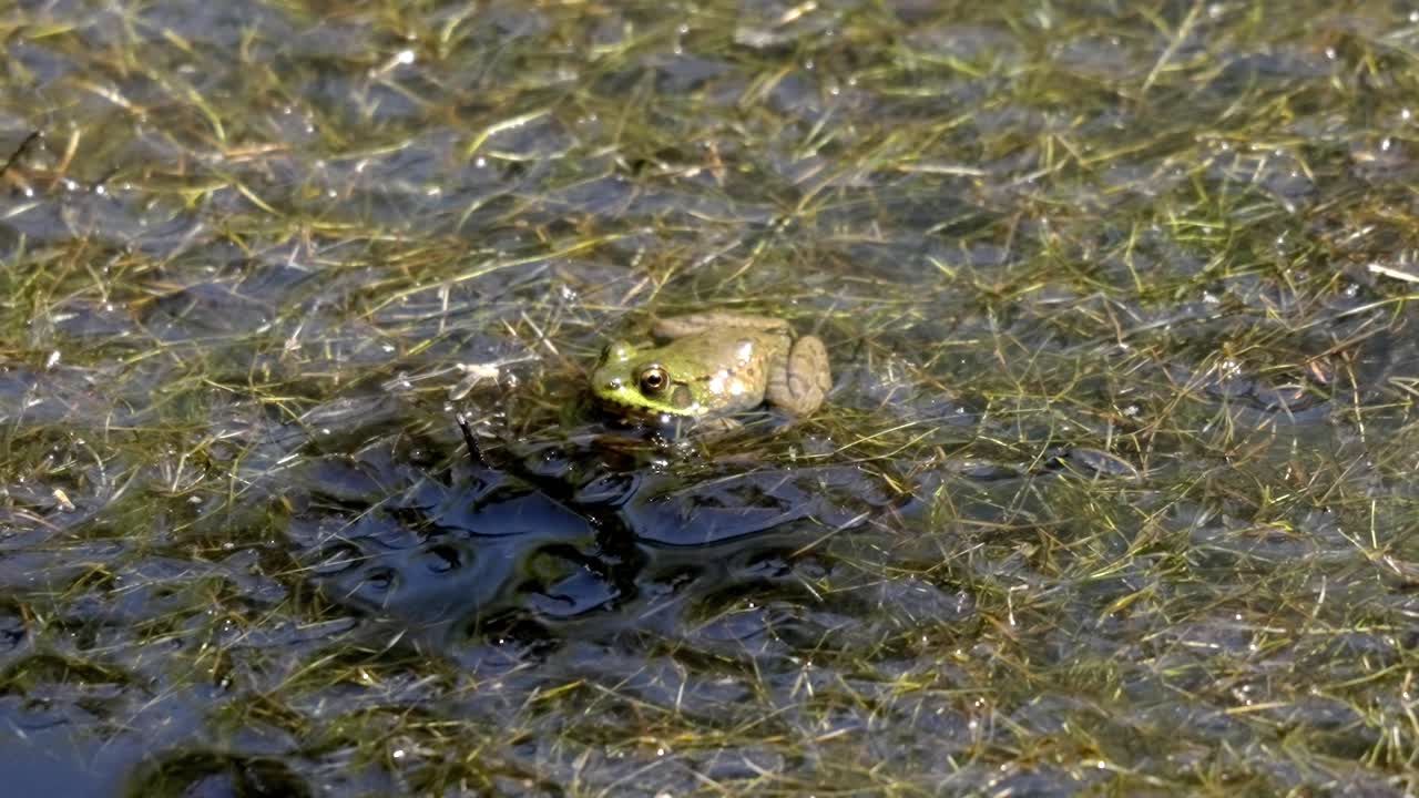 Green frog rests in a swampy pond, partially hidden by aquatic vegetation