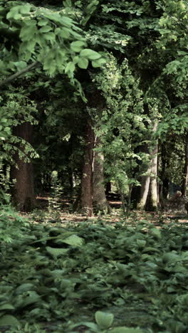 a forest filled with lots of green trees