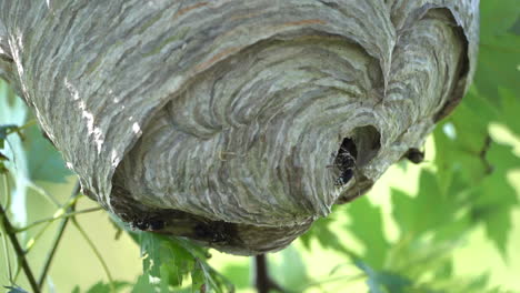 a paper wasp nest hanging from a tree in the woods in the wilderness in the summertime