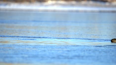 american coot plunging into water