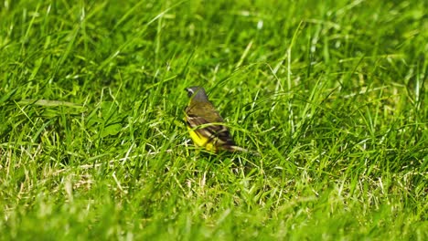 lavandera amarilla occidental corriendo por la hierba, toma de seguimiento en cámara lenta