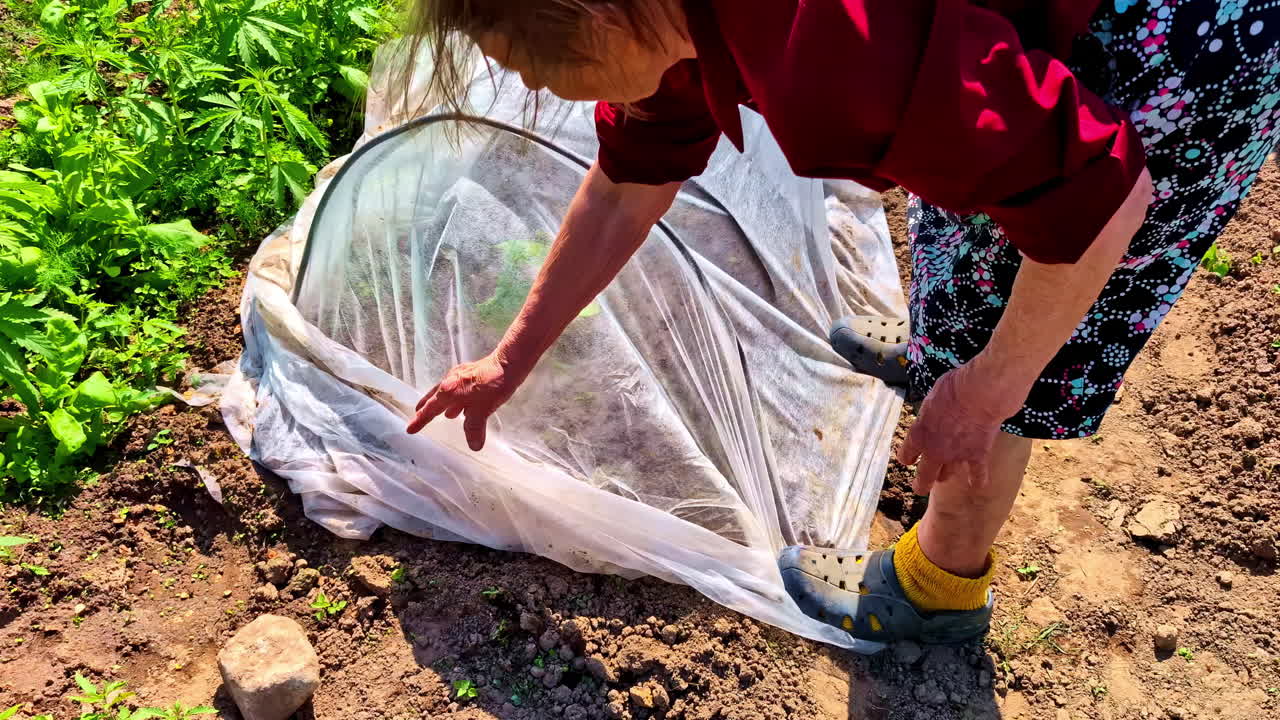 Donna anziana che copre le piante con una rete in giardino. Scatto ad angolo elevato