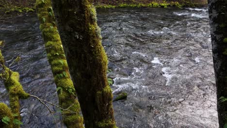 majestic view of flowing cedar river through moss trees in washington state