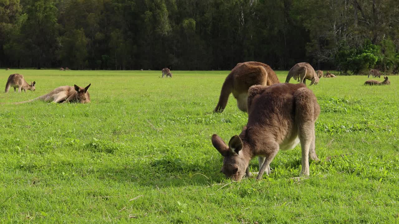 Kangaroos feeding and resting in a lush green field