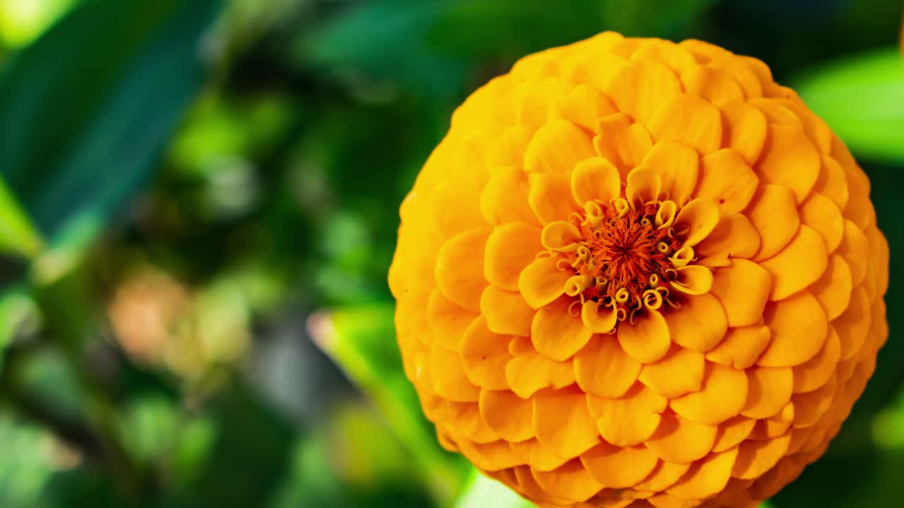 hacer zoom en una flor naranja amarilla