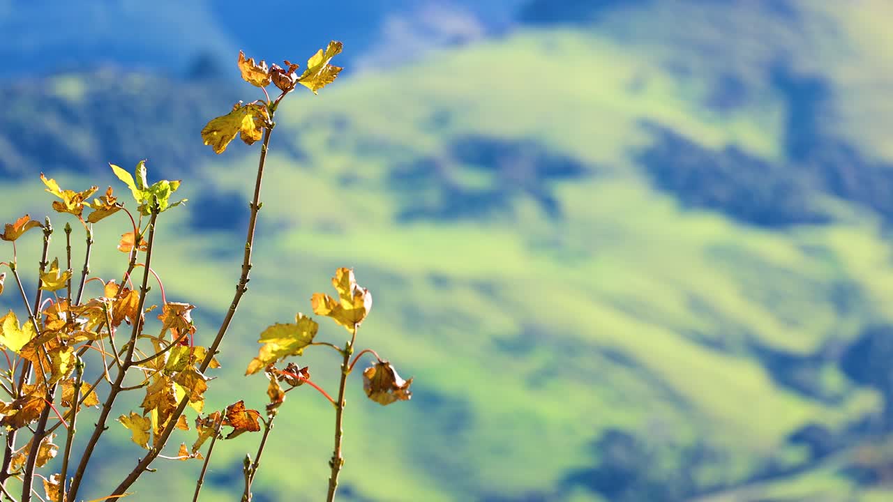 Golden leaves gently sway against a blurred green hillside in Akaroa, creating a serene and vibrant scene