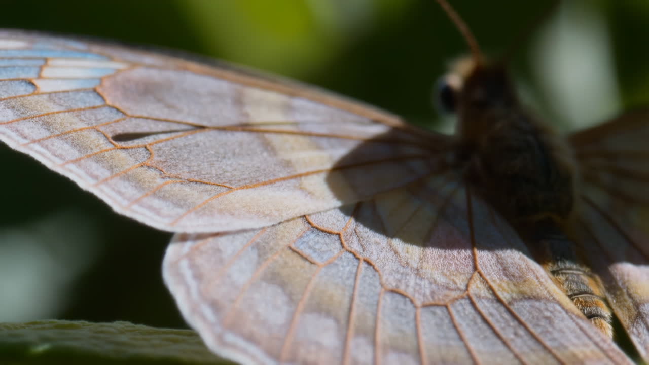 Close-up of a butterfly wing on a green leaf