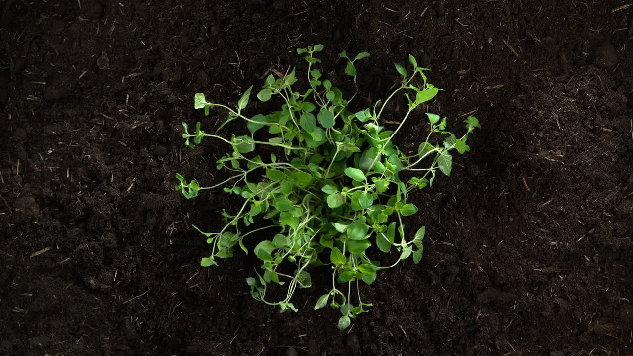 hierba de orégano creciendo en un suelo fértil en cámara lenta - vista de arriba de las hojas verdes y exuberantes
