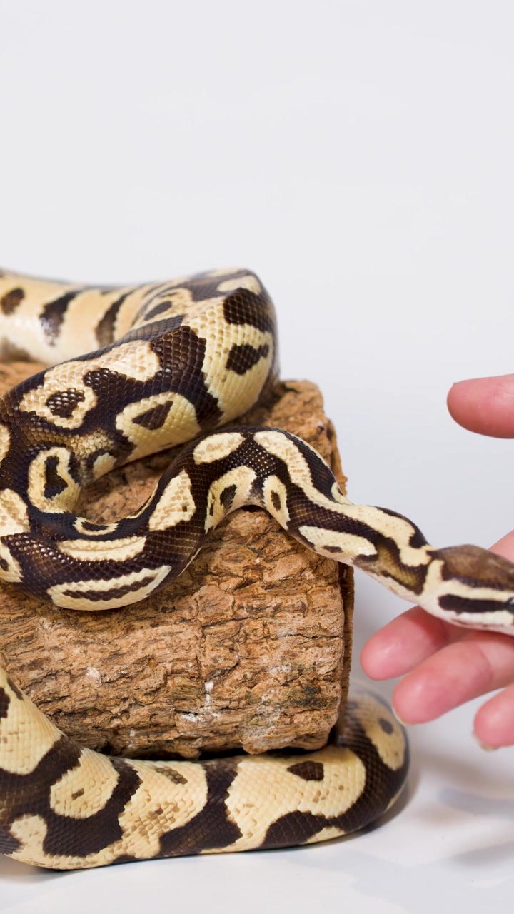 Ball python slowly crawls from textured log onto gentle human hand in bright studio lighting