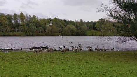 Wild-birds-near-a-Lake-including-Swans,-Canada-Geese-and-Seagulls-in-UK-4K