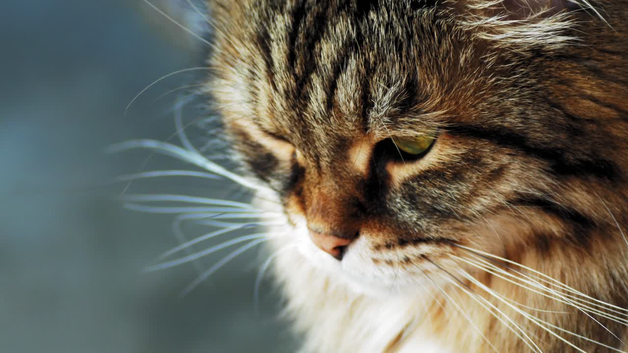 un gato adulto blanco y negro descansando en una terraza