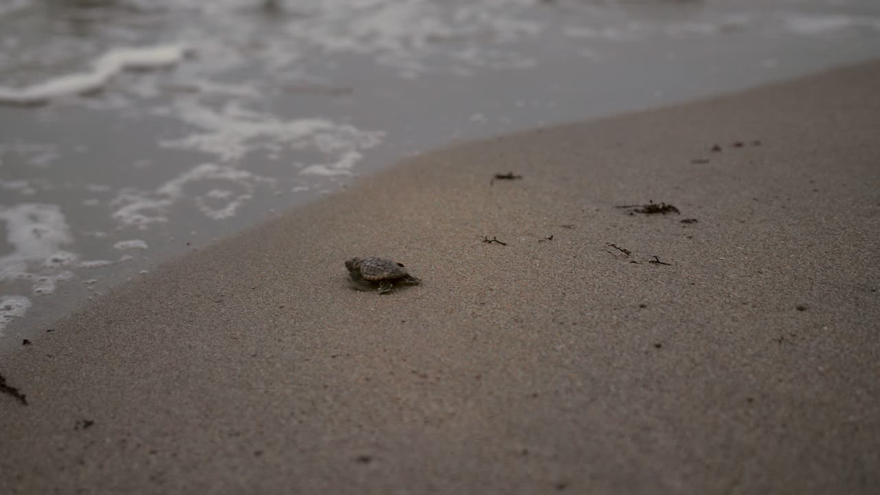 Medium shot of a small turtle crawling on sandy beach with faint tracks behind